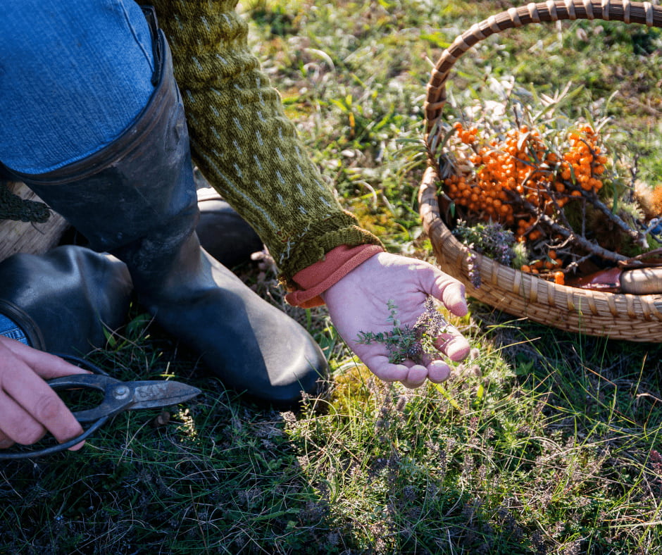 Foraging - Safe Tips for the Roads Less Traveled